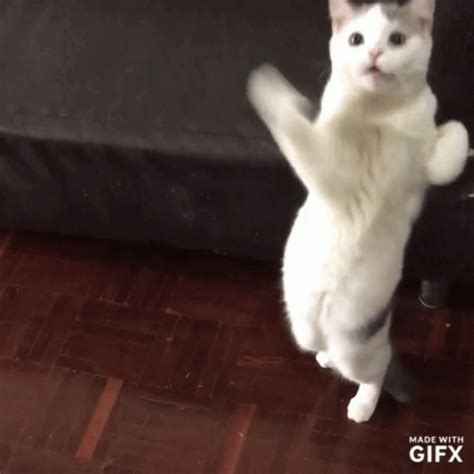 cat dance gif